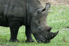 Breitmaulnashorn (22 von 28).jpg